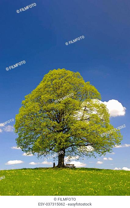 single big linden tree in spring
