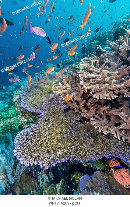 A profusion of coral and reef fish on Batu Bolong, Komodo Island National Park, Indonesia, Southeast Asia, Asia