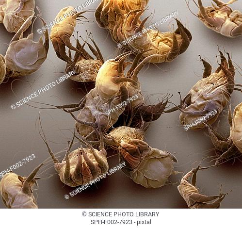 Scabies Mites Stock Photos And Images Agefotostock