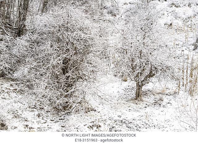 Canada, BC, Bridesville. Bare trees covered in snow and frost