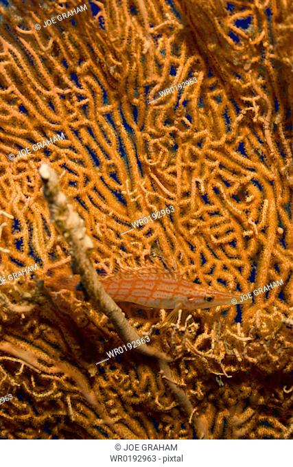 Small Long nose hawkfish Oxycirrhites typus hiding in the arms of a gorgonian Dahab, Egypt