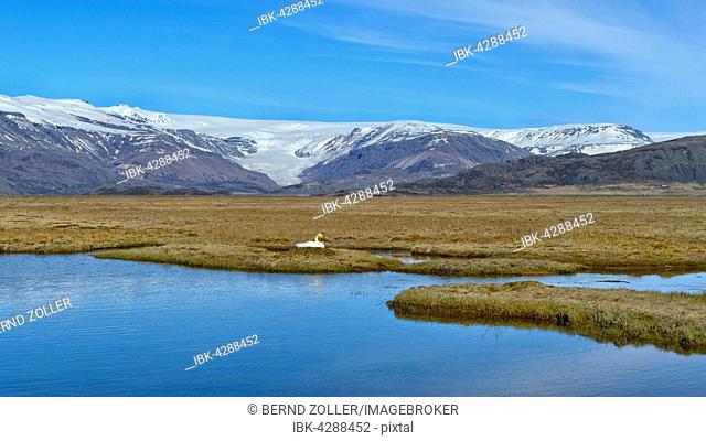 Whooper swan (Cygnus cygnus), brooding on small moor lake, Vatna Glacier behind, glacier tongues, Southern Region, Iceland