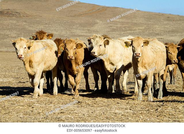 View of some brown cows on a Alentejo landscape