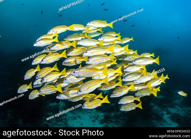 Shoal of Bengal Snapper and Big-eye Snapper, Lutjanus bengalensis, Lutjanus lutjanus, Raja Ampat, West Papua, Indonesia