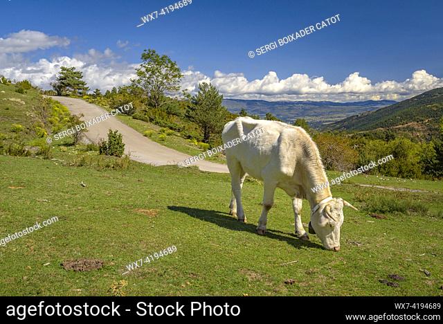 A cow grazing in the green meadows of the Serrat de les Esposes range, in the Cadí-Moixeró Natural Park (Cerdanya, Lleida, Catalonia, Spain, Pyrenees)