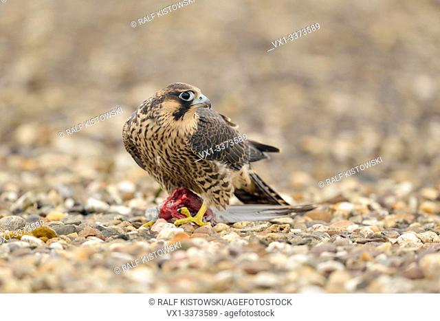 Peregrine Falcon / Duck Hawk / Wanderfalke ( Falco peregrinus ), young bird of prey, sitting on graveled terrain, feeding on prey