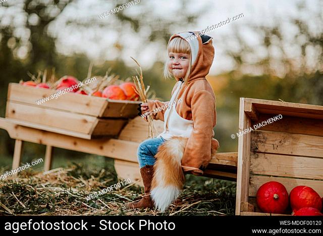 Cute girl wearing fox costume holding dry grass sitting on wooden wheelbarrow