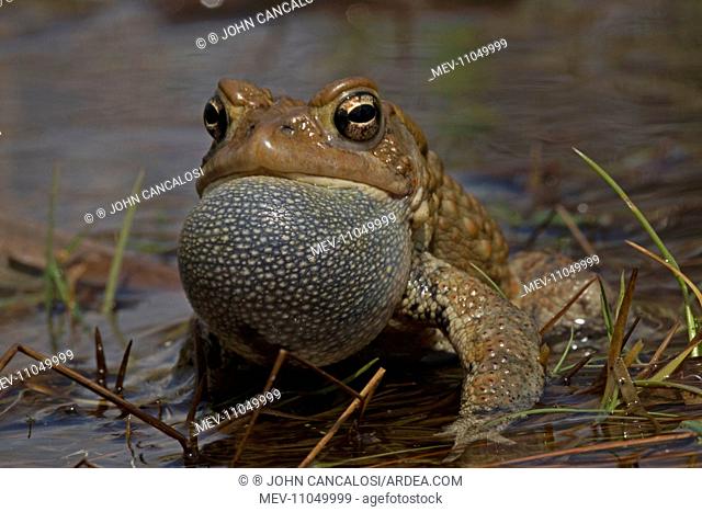 American Toad male calling to attract females New York, USA