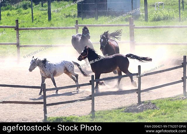 21 April 2020, North Rhine-Westphalia, Mülheim: A group of horses kick up a lot of dust in a paddock. The persistent sunshine combined with a dry east wind and...