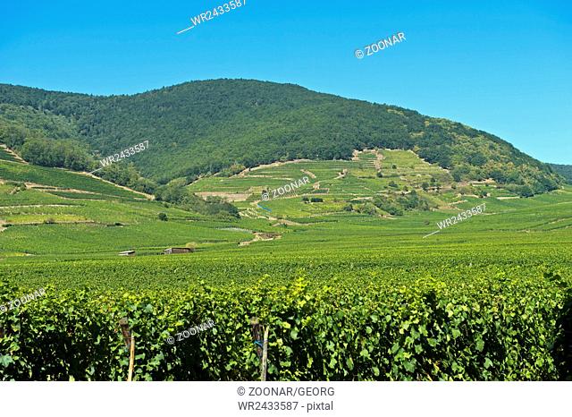 Alsatian vineyards near Kientzheim, Alsace, France
