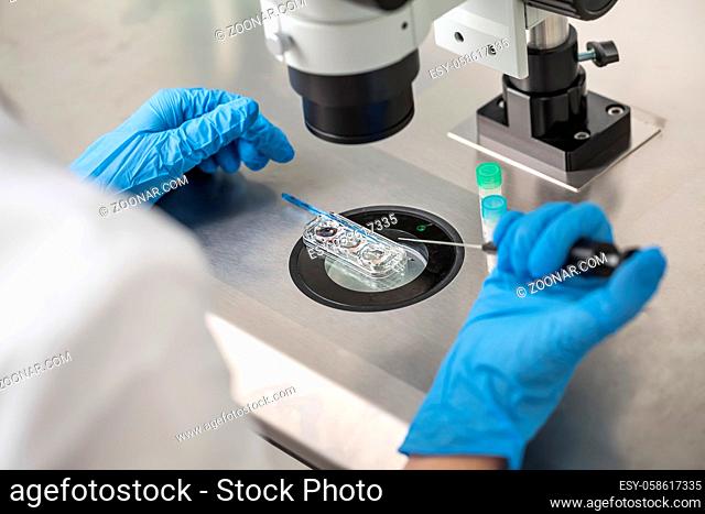 Technician in blue gloves does control check of the in vitro fertilization process using a microscope. Closeup. Horizontal