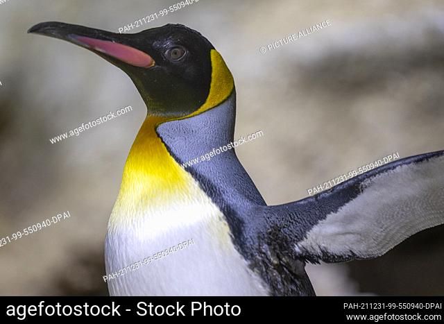 PRODUCTION - 30 December 2021, Bavaria, Munich: A king penguin stretches in the Hellabrunn Zoo. Photo: Peter Kneffel/dpa. - Munich/Bavaria/Germany