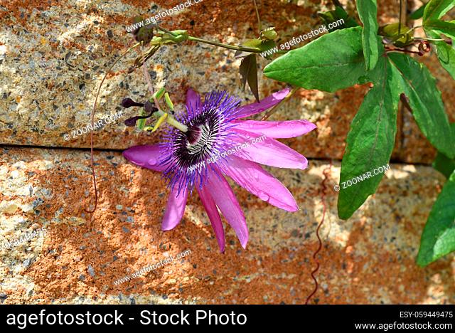Passiflora violacea; Violette; Passionsblume; Kletterpflanze, Heilpflanze