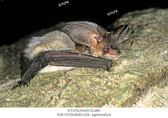 Grey long-eared Bat Plecotus austriacus adult, roosting on bark, England