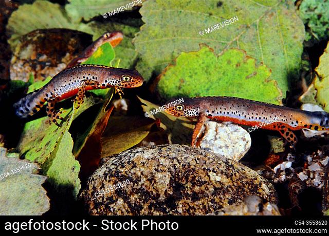 Alpine newt (Triturus alpestris). Mountain range of Ancares. Lugo. Galicia. Spain. Europe