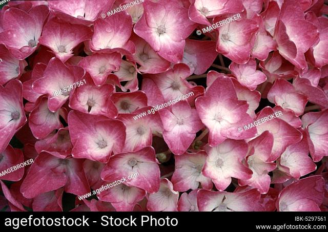 Hortensia (Hydrangea macrophylla)