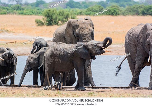 Elefanten in der Savanne vom in Simbabwe, Südafrika Elephants in the savanna of in Zimbabwe, South Africa