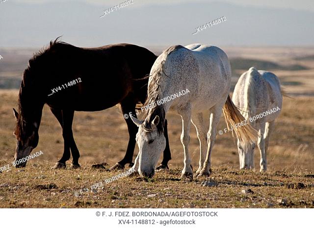 Livestock in Monegros  Aragon  Spain