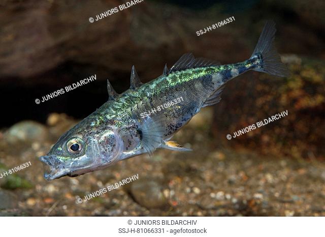 Three-spined Stickleback (Gasterosteus aculeatus) under water. Germany