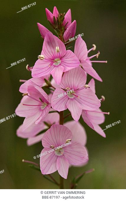 close-up side view of inflorescense of the Harewell Speedwell with pink flowers
