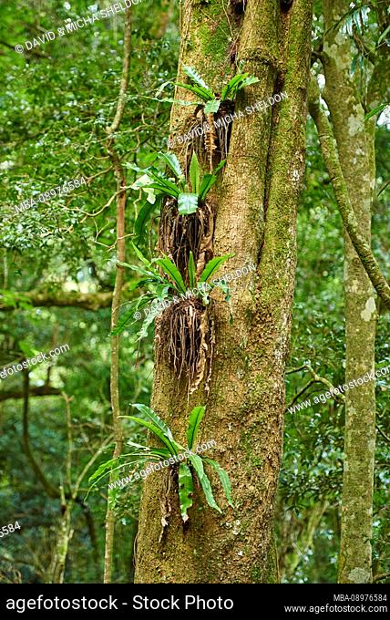 Landscape, Nest fern (Asplenium nidus), Lamington National Park, Queensland, Australia, Oceania