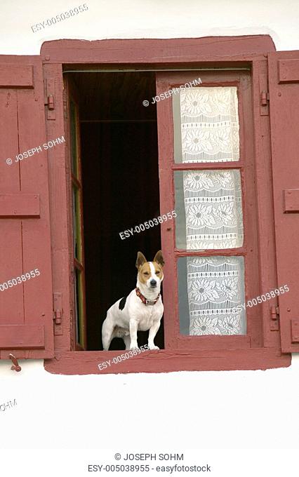 A terrier dog sits in window with red shutters in Sare, France, in Basque Country on the Spanish-French border, near St. Jean de Luz, on the Cote Basque