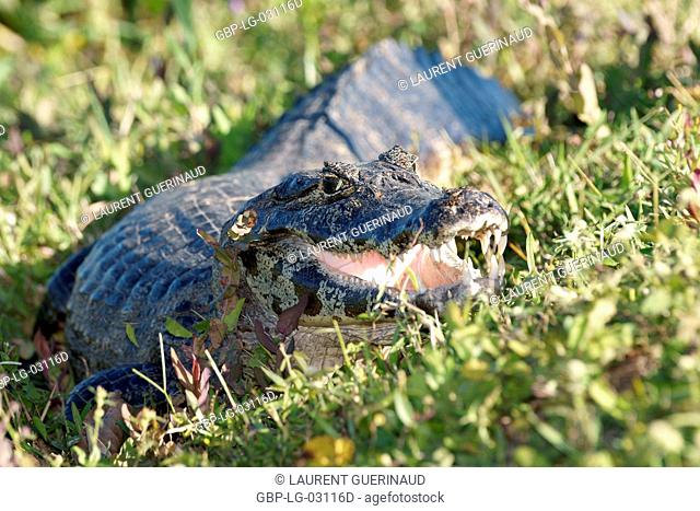 Animal, Alligator-pity-swampland, Pantanal, Mato Grosso do Sul, Brazil