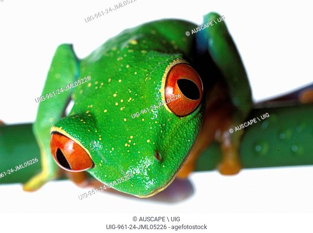 Red-eyed tree frog, Agalychnis callidryas