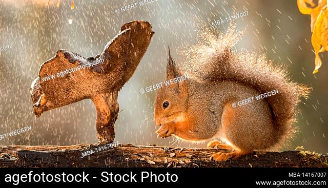 red squirrel is sheltering under mushroom with water