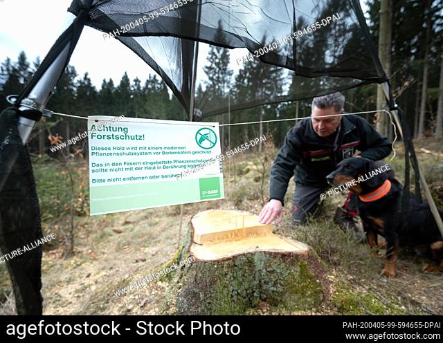 03 April 2020, North Rhine-Westphalia, Hilchenbach: Manfred Gertz from the Siegen-Wittgenstein forestry office checks a so-called Trinet trap in a forest