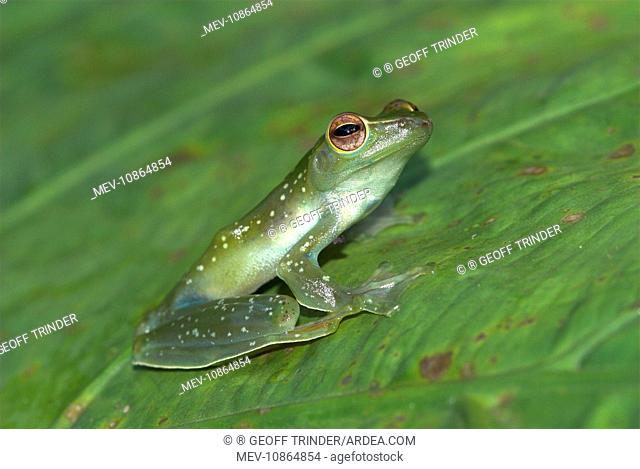 Jade Tree Frog (Rhacophorus dulitenis). Borneo