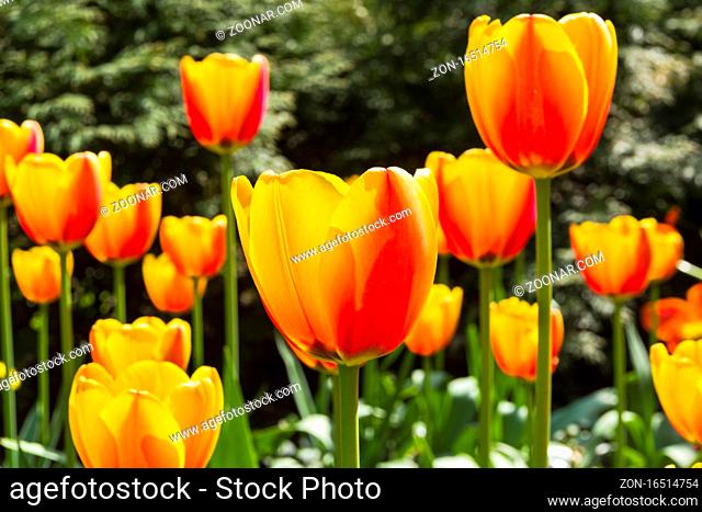 Beautiful red and yellow tulips in the flowerbed. Sunny day in May