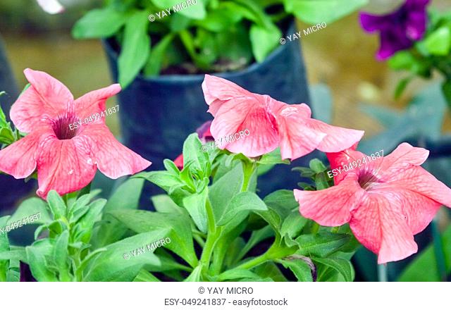 Petunia (Petunia x hybrida), trumpet-shaped flowers and hairy foliage, is a genus in the family Solanaceae, generally insect pollinated