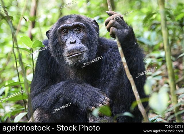 Chimpanzee (Pan troglodytes schweinfurthii) portrait, male, Kibale National Park, Uganda, Africa