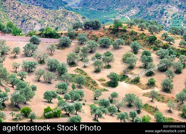 Olivenhain in Kalabrien - olive grove in Calabria 01