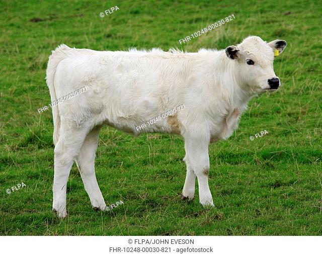 Domestic Cattle, White Park calf, standing in pasture, Llandeilo, Carmarthenshire, Wales