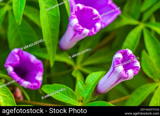 Pink violet purple Mexican Morning Glory Glories Ipomoea spp flower on fence with green leaves in Playa del Carmen Mexico