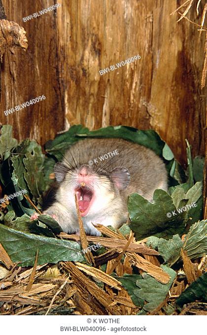 edible dormouse Glis glis, with offspring in hollow, Germany