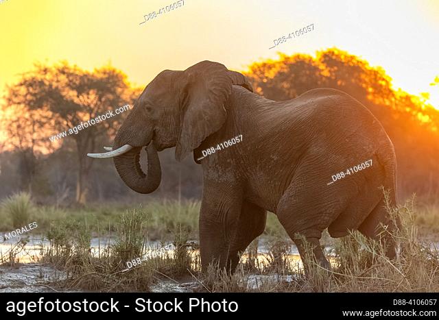 Africa, Zambia, Lower Zambezi natioinal Park, African Savannah Elephant or Savannah Elephant (Loxodonta africana), at the edge of the Zambezi river