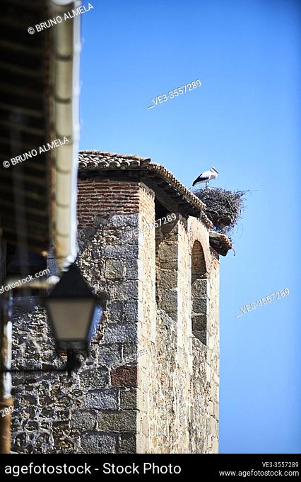 White stork in his nest over bell tower in Cuacos de Yuste, Extremadura (Spain)