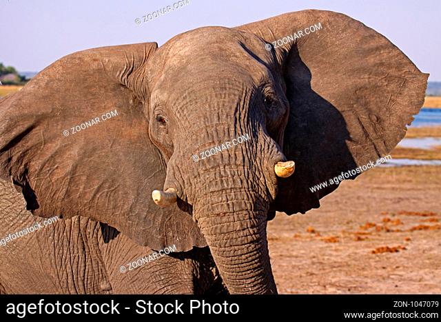 Porträt, afrikanischer Elefant (Loxodonta africana) im Chobe Nationalpark, Botswana
