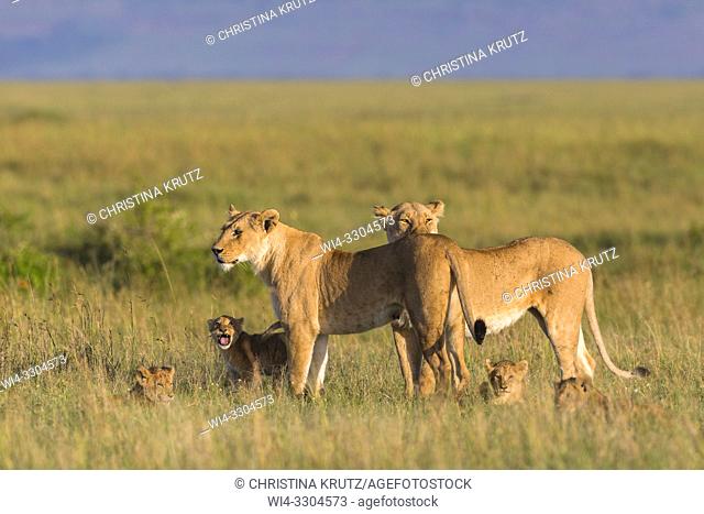 African Lion (Panthera leo), two females with cubs, Maasai Mara National Reserve, Kenya, Africa