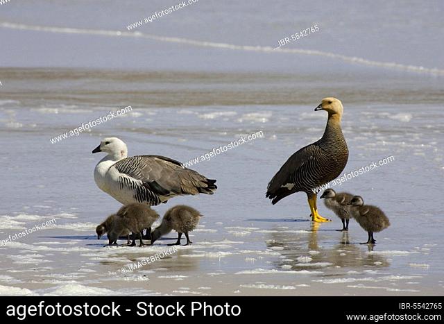 Upland Goose (Chloephaga picta), cauquen comun, male and female with goslings, falklands