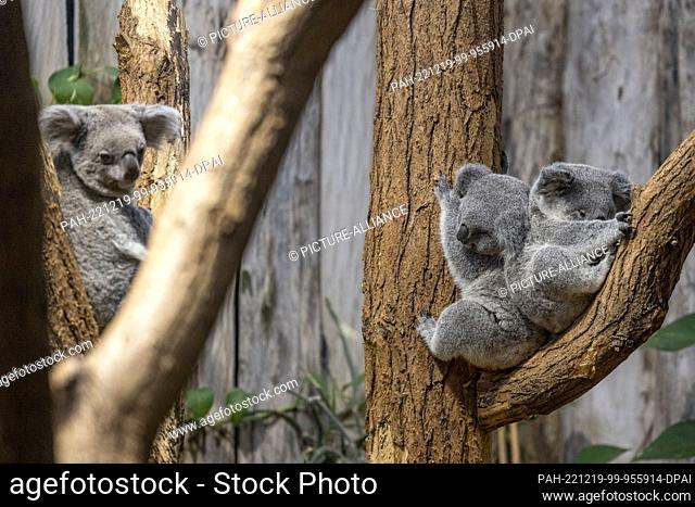 19 December 2022, North Rhine-Westphalia, Duisburg: Two young koalas are lying together in a branch fork, on the left the female Yunga