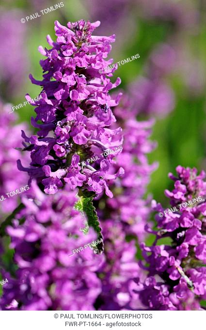 Betony, Stachys officinalis 'Hummelo', Purple colour coloured flowers growing outdoor.-