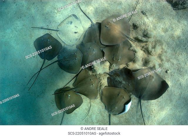 Large group of pink whipray or Tahitian stingray, Himantura fai, Rongelap, Marshall Islands, Micronesia