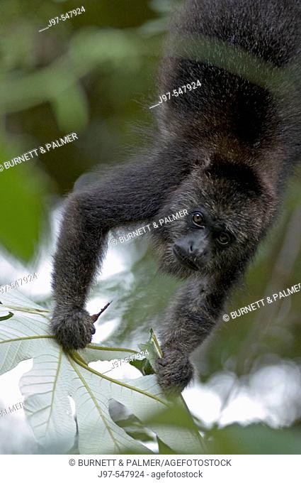 A young black howler monkey, Alouatta pigra, grips on to a tasty leave while hanging by its tail, Lamanai Outpost Lodge, New River Lagoon, Belize