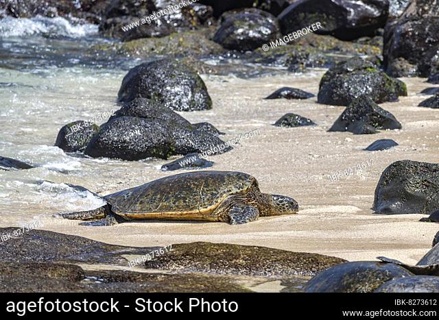 Grüne Meeresschildkröte (Chelonia mydas), am Strand, Hookipa Beach Park, Maui, Hawaii, USA, North America