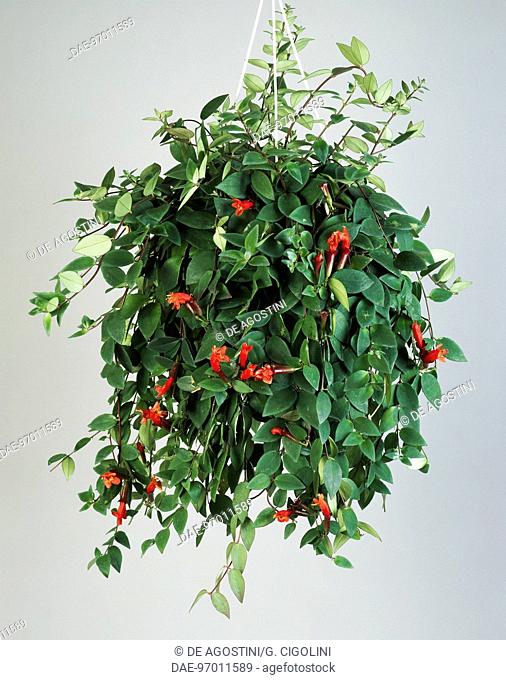 Lipstick plant (Aeschynanthus lobbianus), Gesneriaceae