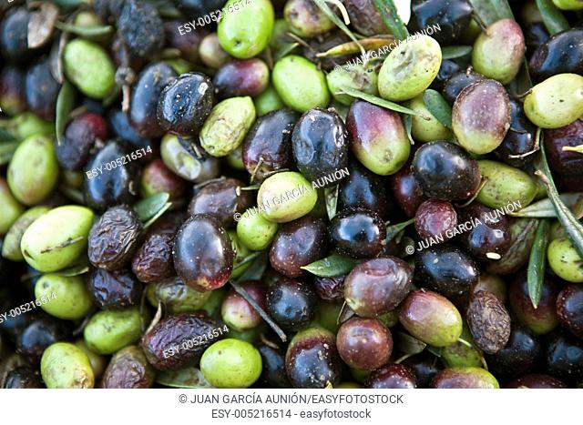 The olive harvest, Badajoz, Spain